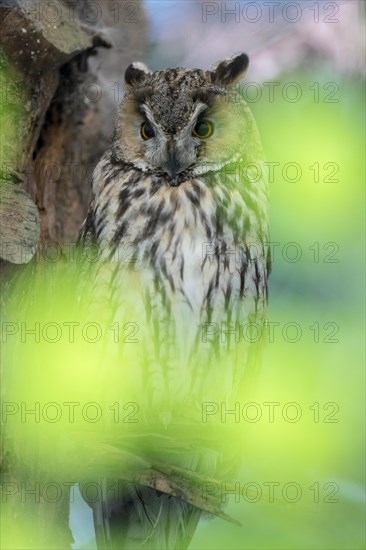 Long-eared owl