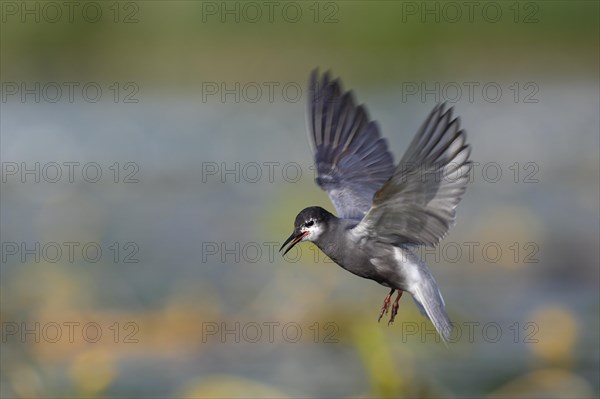 Black Tern