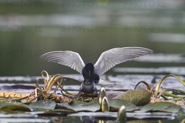 Black Tern