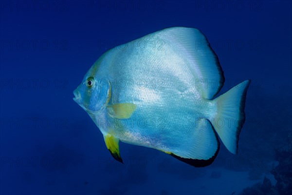 Orbicular batfish