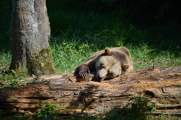 European brown bear