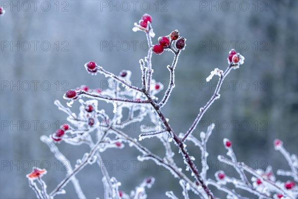 Hoarfrost on branch with rosehip