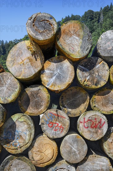 Stacked Baom logs in a sawmill