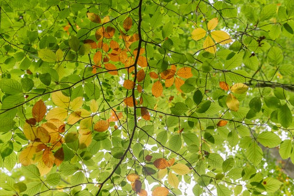 Undergrowth of orange beech leaves in the forest in autumn. Bas-Rhin