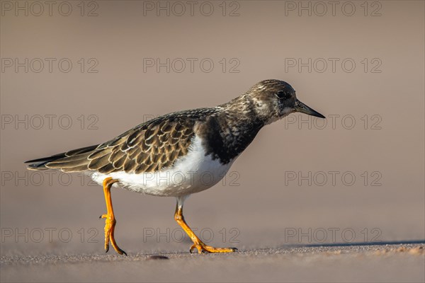 Ruddy Turnstone