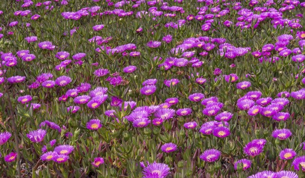 Midday flowers