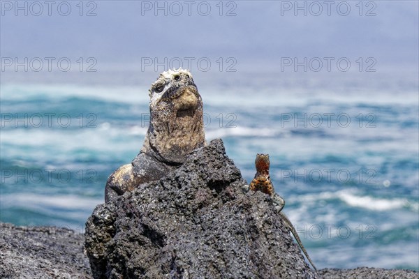 Marine iguana