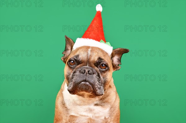 French Bulldog dog dressed up with small red Santa Claus Christmas costume hat in front of green background