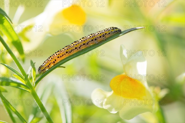 Caterpillar of the Little Masked Owl