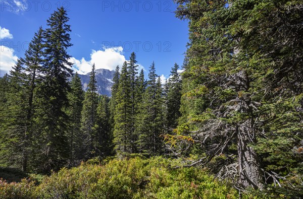 Nature experience trail through the Rauris primeval forest