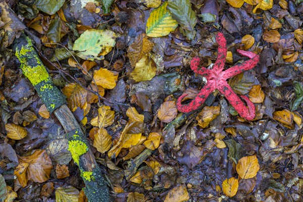 Octopus stinkhorn