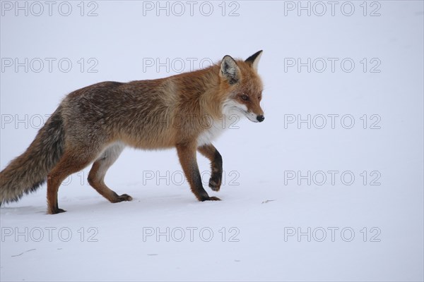 Red fox