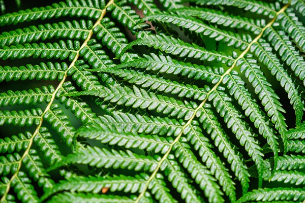 Close up view Sphaeropteris cooperi or Cyathea cooperi lacy tree fern