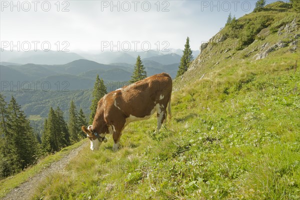 Cows on the Brauneck