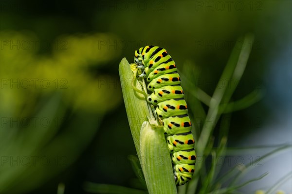 Swallowtail