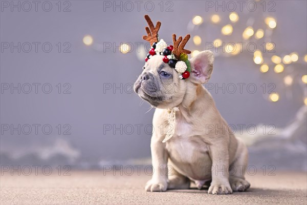 Festive French Bulldog dog puppy wearing a seasonal Christmas reindeer antler headband with autumn berries sitting in front of gray wall with chain of lights