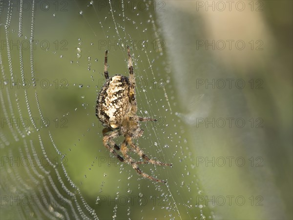 European garden spider