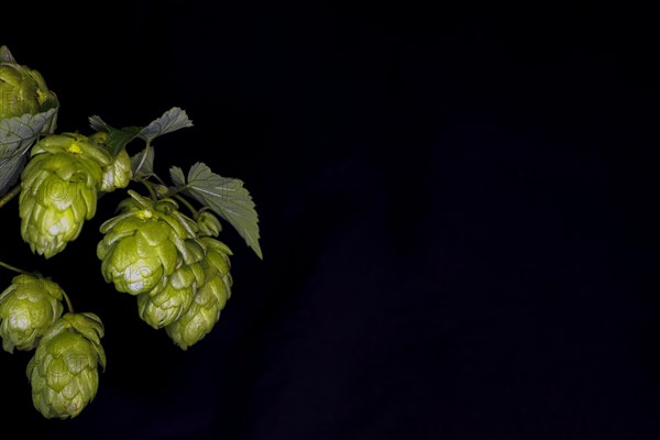 Female plant of the true hop