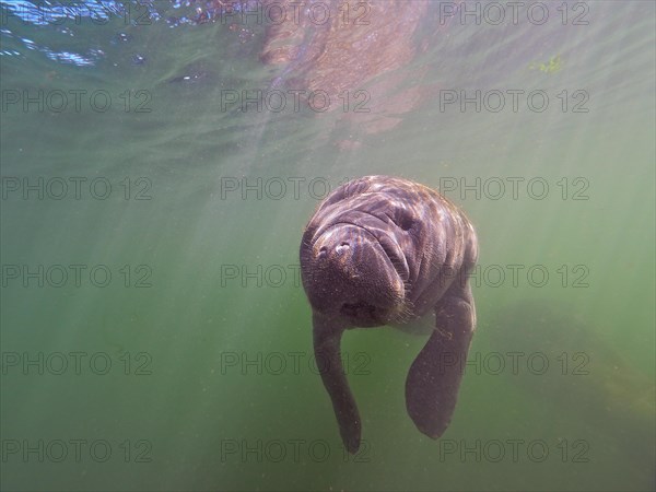 Juvenile round-tailed manatee