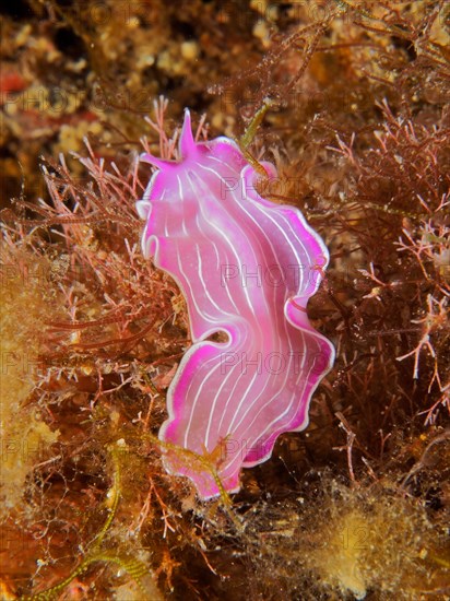 Variable flatworm