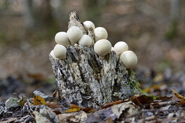 Pear-shaped puffball