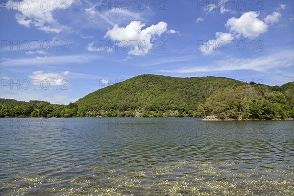 View over the Diemelsee with water crowfoot