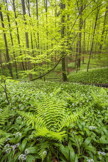 Blooming ramson