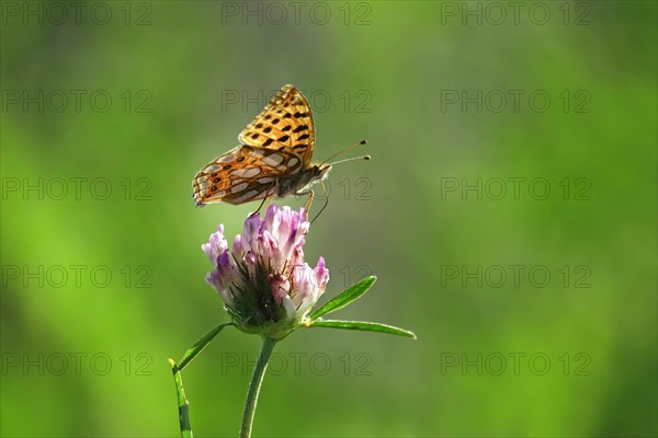 Queen of spain fritillary