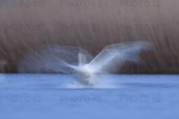 Mute Swan