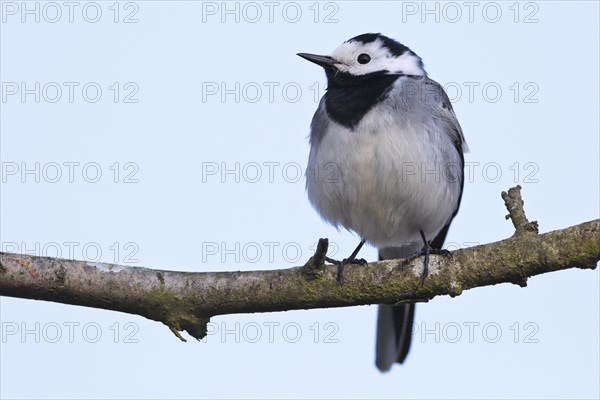 White wagtail