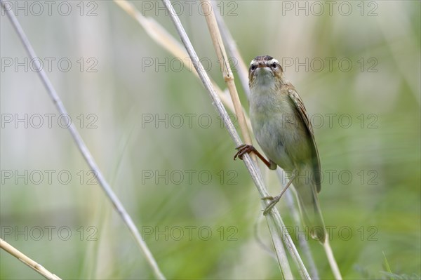 Sedge warbler