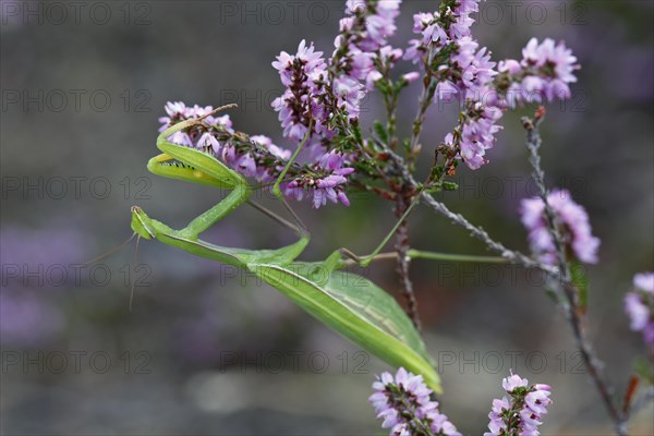 European mantis