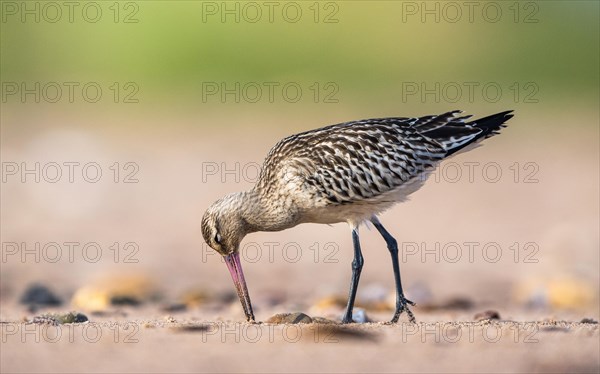 Bar-tailed Godwit