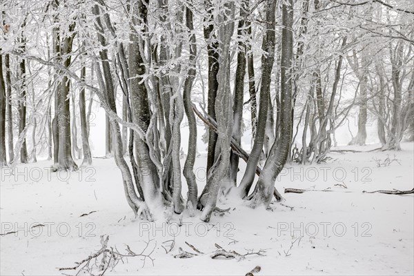 Winter beech forest with hoarfrost on the trees and fog on Mount Kandel