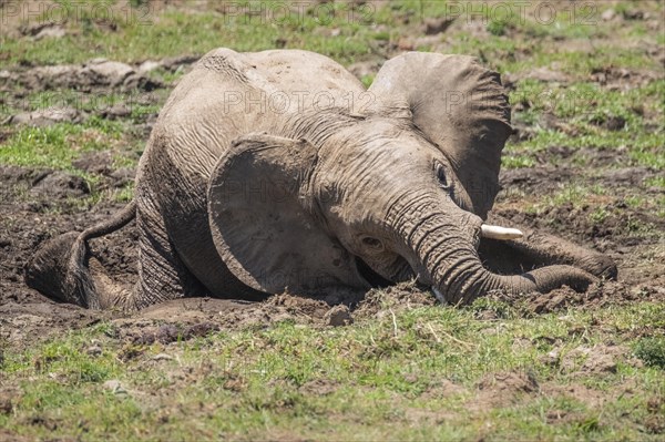 Baby elephant