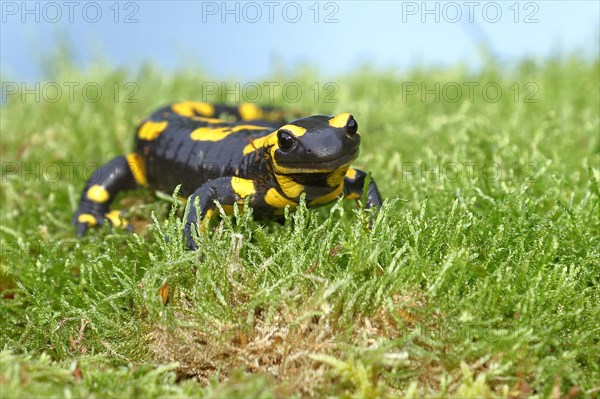 Fire salamander