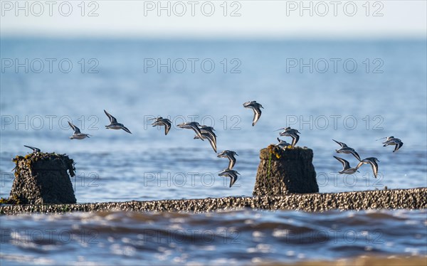 Sanderling