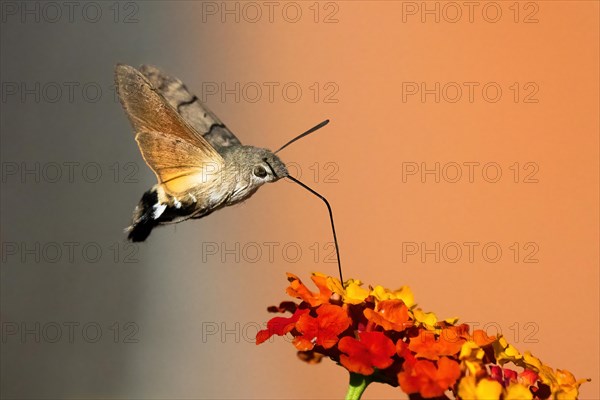 Hummingbird hawk-moth