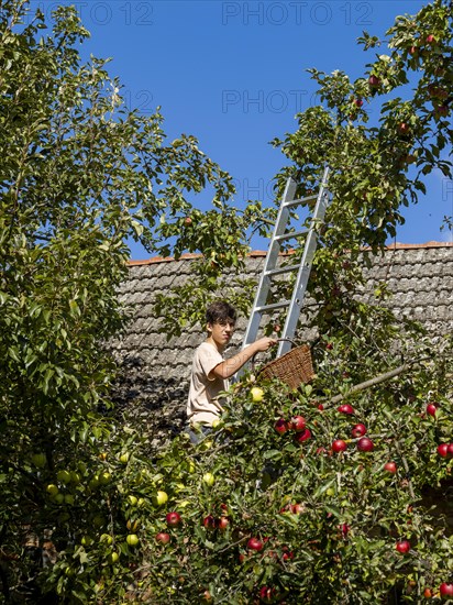 Young man on ladder picking apples on tree