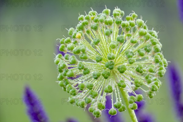 Seed stand of ornamental garlic