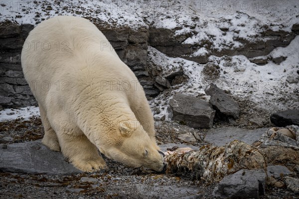 Scavenging polar bear