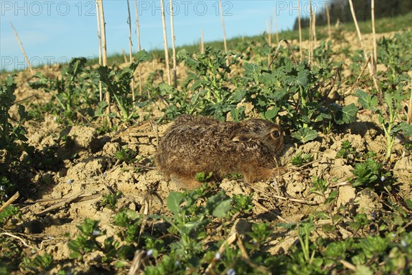 European hare