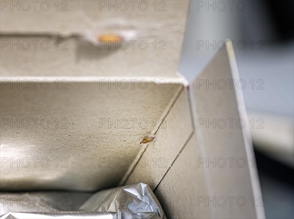 Food moths stick to the inside of food packaging in a cocoon