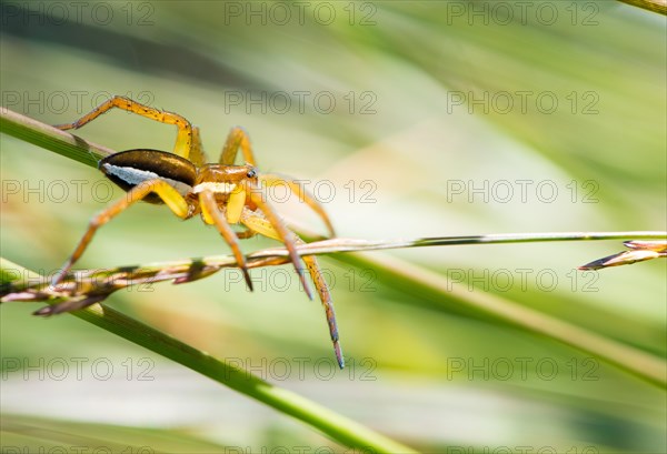 Raft spider