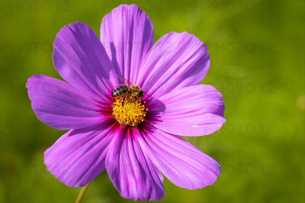 Flowers and bees