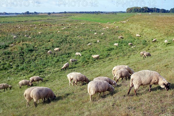 Sheep on the dike