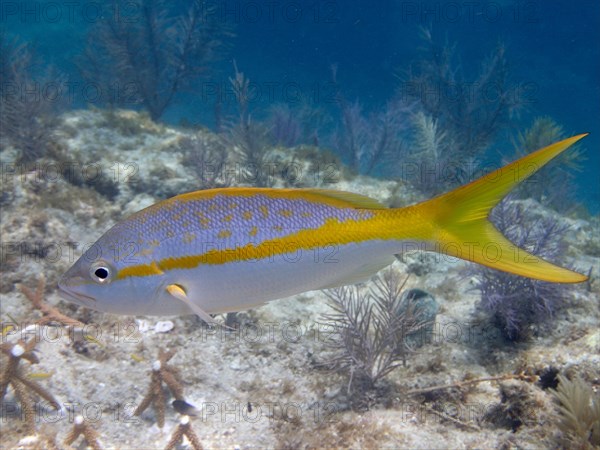 Close-up of yellowtail snapper