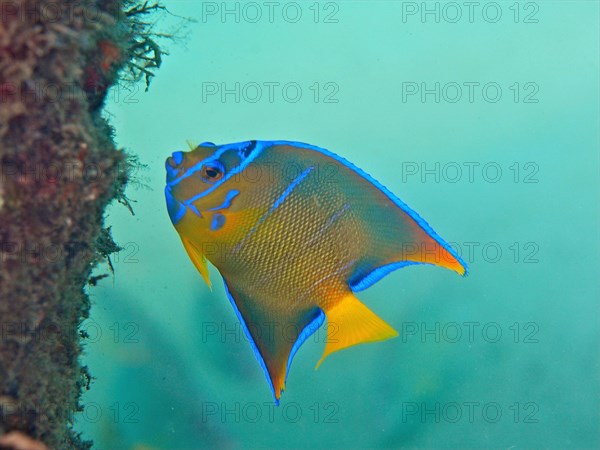 Juvenile queen angelfish