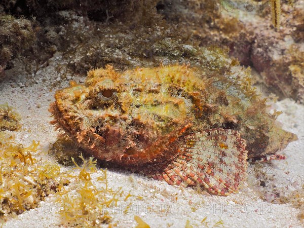 Spotted scorpionfish