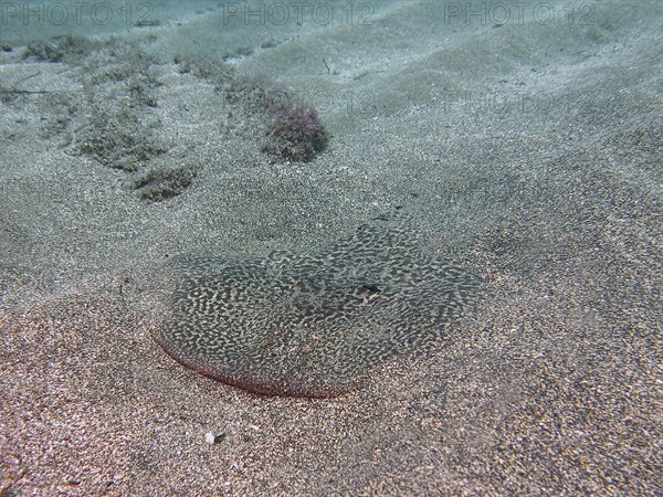 Marbled electric ray